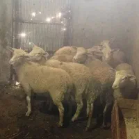 گوسفند