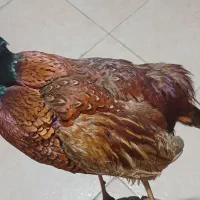 پرنده