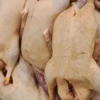 اردک محلی و ارگانیک ----غاز درشت پاک شده