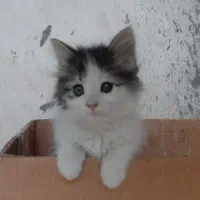واگذاری دو عدد بچه گربه