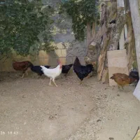مرغ وخروس