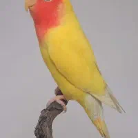 یک عدد طوطی برزیلی اومده از پنجره اومده خونمون