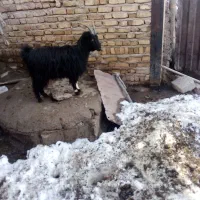 بزغاله شیرازی