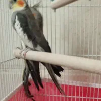 جفت عروس هلندی مولد