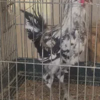 جوجه خروس گلین