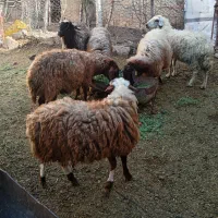 چهارتا میش مخصوص چاق کردن با ی بره نر برا پرواری