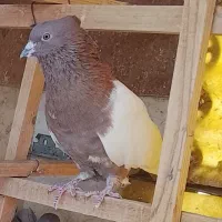 کبوتر سینه دم قهوه ای