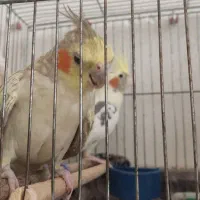 عروس هلندی نر و ماده
