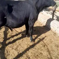 جوانه بزری