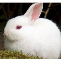خرگوش سفید چشم شرابی جای دستشویم بلده
