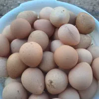 تخم مرغ‌شاخدار نطفه داربالای۹۰درصد