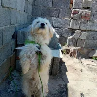 پاکوتاه