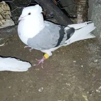 پشتی سبز و سوسنی