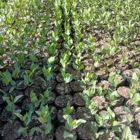 نهال پسته امسالی