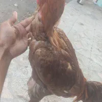 خروس لاری