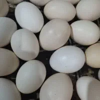 تخم مرغ محلی