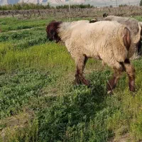 قوچ کوهه در کوار .