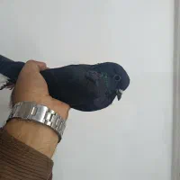 کفتر دم سفید