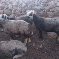 میش چاق