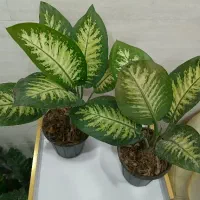 گل و گیاه