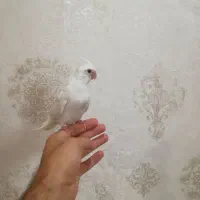 عروس هلندی البینو چشم شرابی