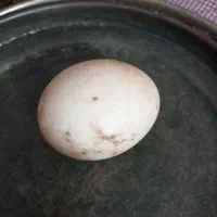 فروش تخم اردک اسراییلی نطفه دار