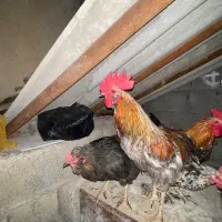 مرغ و خروس