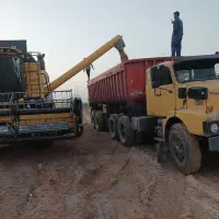 تریلی دوباره جهت گندم