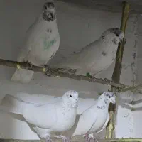 کبوتر