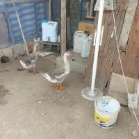 جوجه قو غاز و غاز و  جوجه اردک اسرائلی
