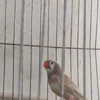 فنج کینگ