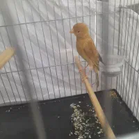 قناری ماده آماده تن نرفته