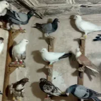 کبوتر - کفتر
