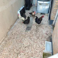 فروش مرغ و خروس