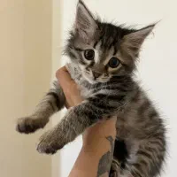 واگذاری بچه گربه نر دوماهه