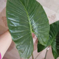 گل بابا آدم