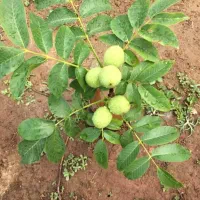 احداث باغ پسته انارعناب گیلاس سیب غیرمثمر