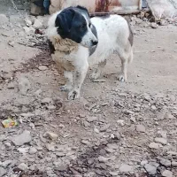 سگ پاکوتاه