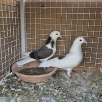جوجه کفتر پرشی باهوش بشرط