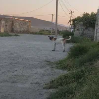 توله سرابی