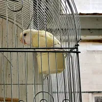 طوطی برزیلی دستی