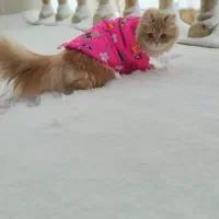 چند تا پیشی. نر و ماده