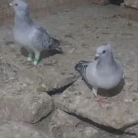 کبوترنروماده کرمونی کاکل|پرنده|تربت‌حیدریه, ۴۵ متری|دیوار