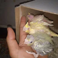 جوجه عروس هلندی
