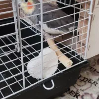 عروس هلندی جفت باتخم