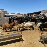 میش دورگ جوان