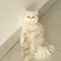 گربه خانگی
