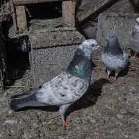فروش کبوتر کاشانی نر ساعت سنگین