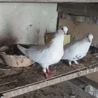 کبوتر دم سیاه زینتی به شرط