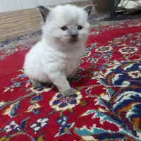گربه
